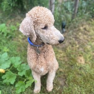 Meet your Posher, Wyatt